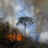 “Agro é fogo”: Incêndios no Brasil estão ligados ao agronegócio e ao avanço da fome