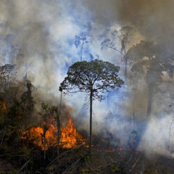 “Agro é fogo”: Incêndios no Brasil estão ligados ao agronegócio e ao avanço da fome