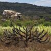 Artigo | Cuidar do meio ambiente é missão de todos