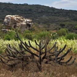 Artigo | Cuidar do meio ambiente é missão de todos