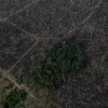 Governo já tem dado anual de desmatamento, mas só irá divulgar após a COP27