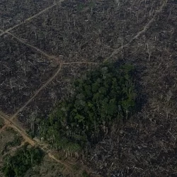 Governo já tem dado anual de desmatamento, mas só irá divulgar após a COP27