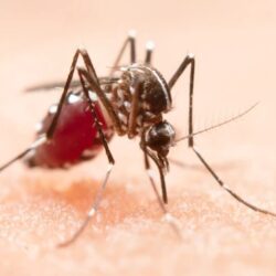 CTNBio aprova biossegurança de vacina contra a dengue