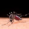 Com nova “fábrica de Aedes aegypti”, Brasil ampliará combate a doenças