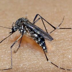 Vacina contra a dengue começa a ser comercializada em todo o país na semana que vem