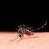 Laboratório pede incorporação da vacina contra dengue no SUS