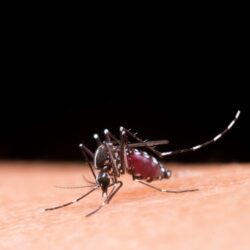 Laboratório pede incorporação da vacina contra dengue no SUS