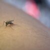 Notificações de zika vírus aumentam no país em relação a 2022