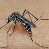 Brasil bate recorde de mortes por dengue em 2023