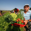 Senado aprova estímulo à modernização na agricultura familiar; vai à sanção