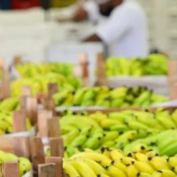 Com frutas e legumes, bancos de alimentos combatem a fome, mas alcance é insuficiente