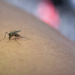 A epidemia de dengue e a ‘falta’ de médicos no Brasil