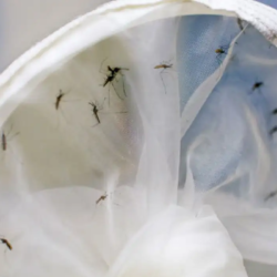 Brasil tem 391 mortes por dengue