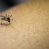 Brasil registra mais de 40 mil casos suspeitos de dengue em 24 horas
