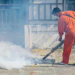 POR QUE A DENGUE AUMENTOU TANTO EM 2024?