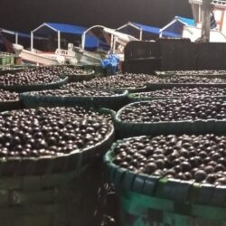 Tarifa de Trump afeta ‘elo mais fraco da cadeia produtiva’: quilombolas, ribeirinhos e pequenos agricultores