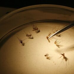 Desmatamento na Amazônia aumenta o risco de malária à população local