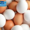 Anvisa informa que é falso o alerta sobre presença de plástico ou petróleo em ovos